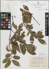 Foto von Salix myrsinifolia subsp. borealis (Fr.) Hyl.
